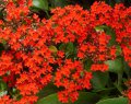 Kalanchoe blossfeldiana - plante vivace succulente exotique de plein soleil toutes les couleurs disponibles 0.2m